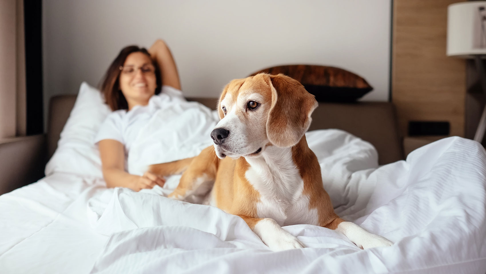 Dog on bed