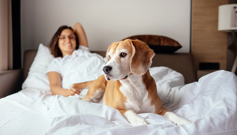 Dog on bed with woman