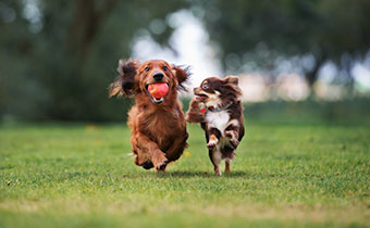 two small dogs running on grass