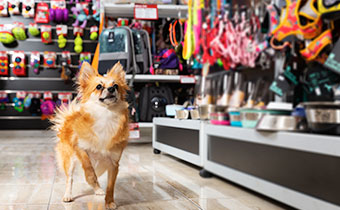 small dog at a pet boutique