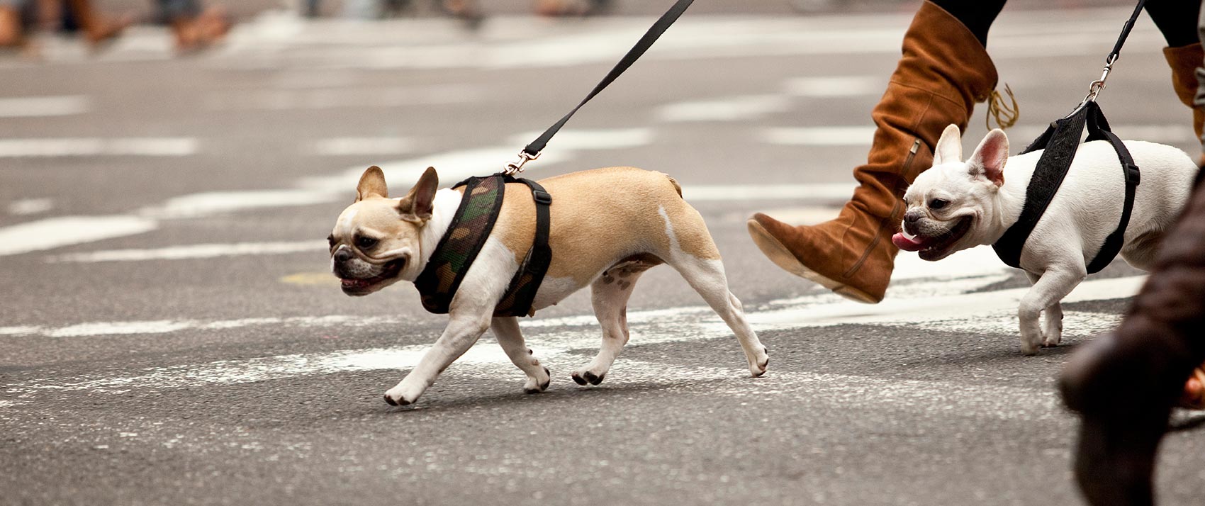 pet friendly hotel seattle